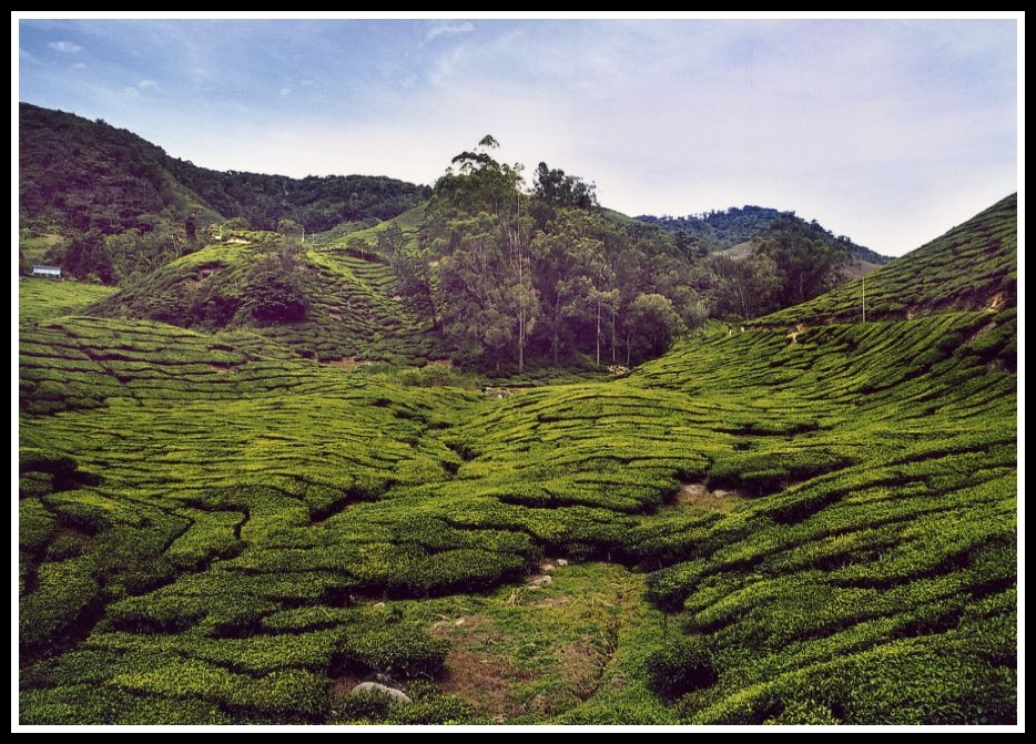 plantation de thé en Malaisie